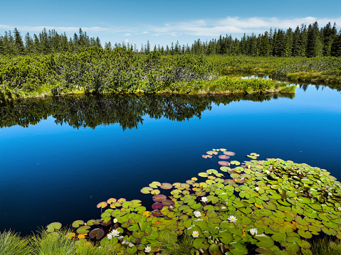 Small blue lake with water lilies surrounded by pine forest (Pohorje, Slovenia).