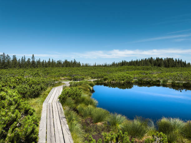 Wooden path by the lake (Pohorje, Slovenia).