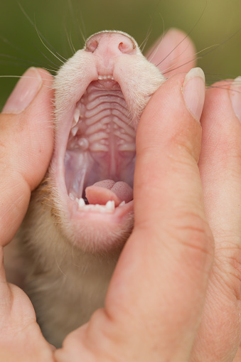 Checking teeths of young ferret by breeder