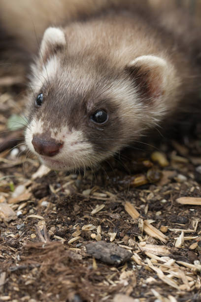 istock Seven weeks old fluffy ferret baby in the garden exploring world 2075185621