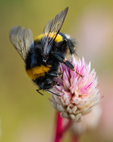 Macro photo of a bumblebee collecting nectar on a pink flower. Focus on the insect's eye. Blurred background