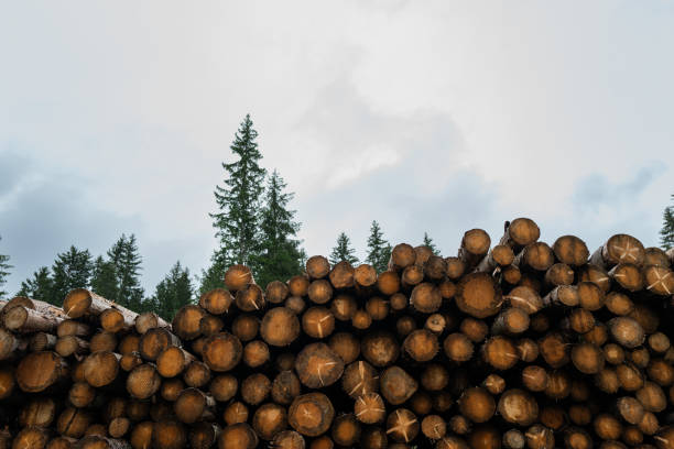 Lumberjack industry on the Dolomites