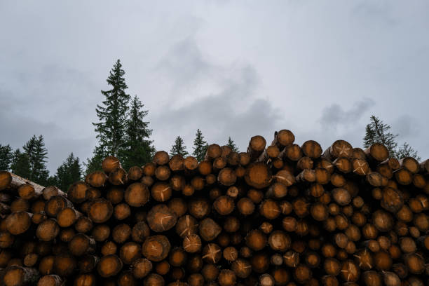 Lumberjack industry on the Dolomites