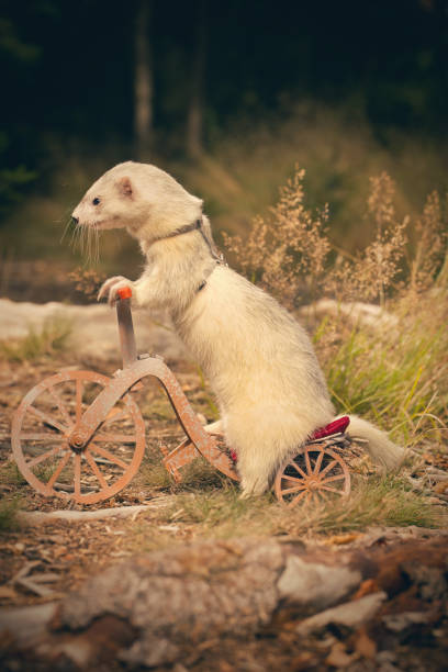 istock Adult ferret enjoying ride on forest way between roots and grass 2075204902