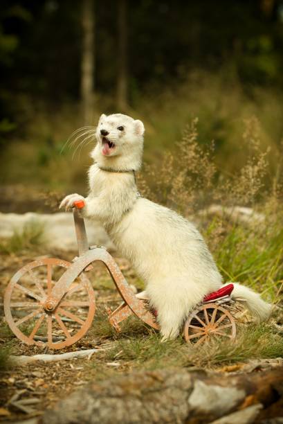 istock Adult ferret enjoying ride on forest way between roots and grass 2075204908