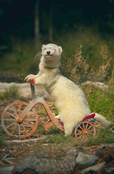 istock Adult ferret enjoying ride on forest way between roots and grass 2075204912