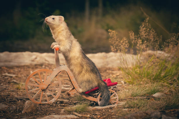istock Adult ferret enjoying ride on forest way between roots and grass 2075204944