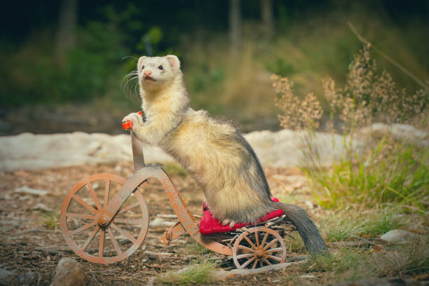 istock Adult ferret enjoying ride on forest way between roots and grass 2075204945