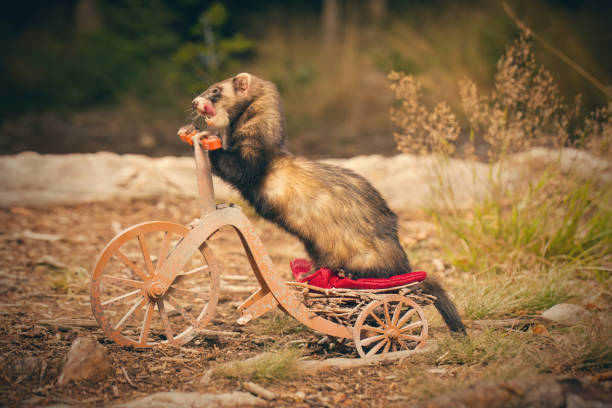 istock Adult ferret enjoying ride on forest way between roots and grass 2075204950