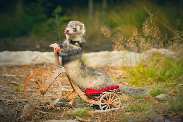 istock Adult ferret enjoying ride on forest way between roots and grass 2075205461