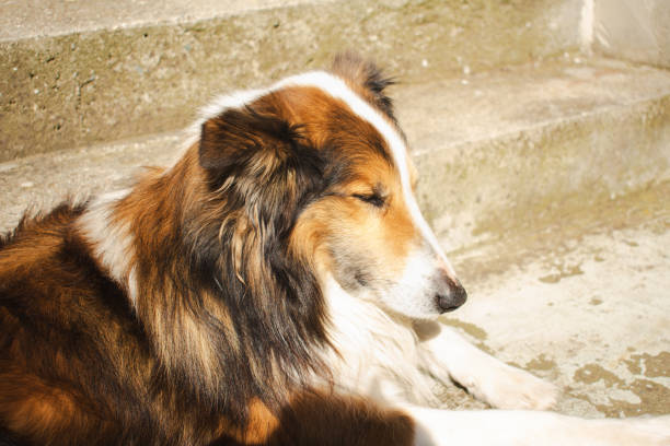 A beautiful rough collie dog with a sable and white coat stands proudly on a dirt path, illuminated by golden hour sunlight.