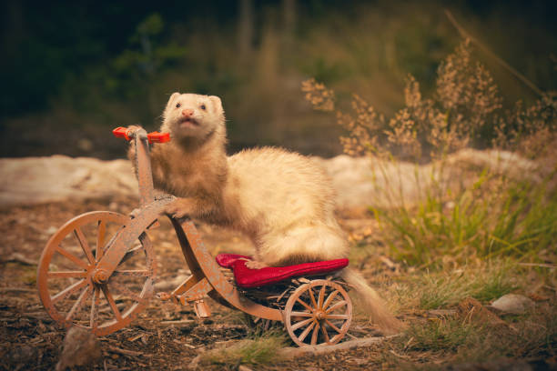 istock Adult ferret enjoying ride on forest way between roots and grass 2075205476