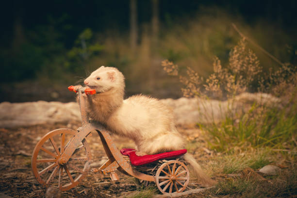 istock Adult ferret enjoying ride on forest way between roots and grass 2075205480