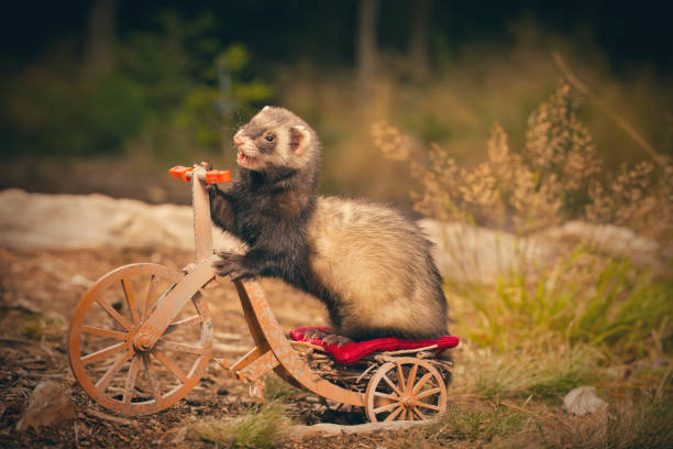 istock Adult ferret enjoying ride on forest way between roots and grass 2075206004