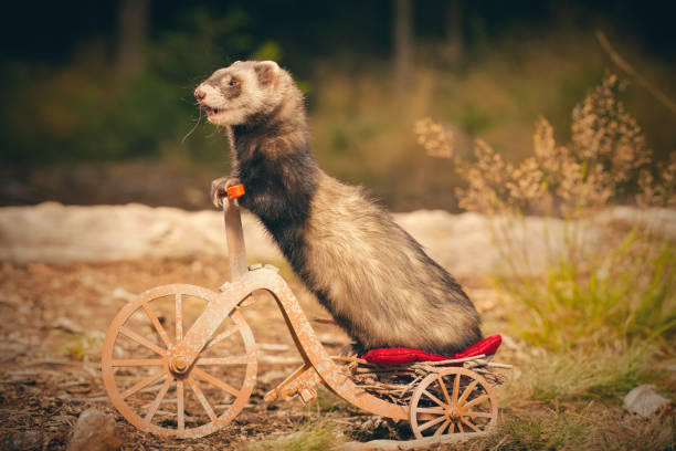 istock Adult ferret enjoying ride on forest way between roots and grass 2075206005