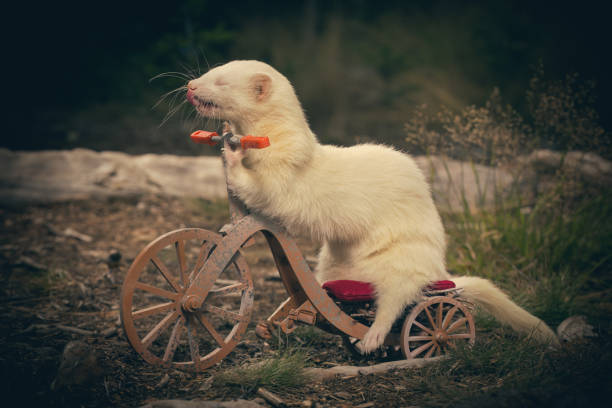 istock Adult ferret enjoying ride on forest way between roots and grass 2075206043