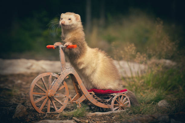istock Adult ferret enjoying ride on forest way between roots and grass 2075206045