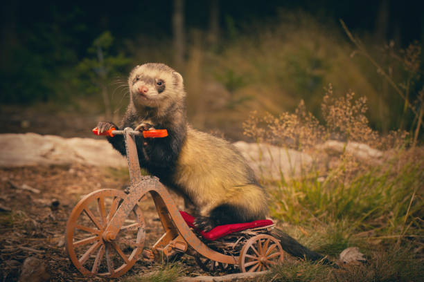 istock Adult ferret enjoying ride on forest way between roots and grass 2075206046