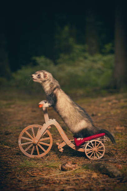 istock Adult ferret enjoying ride on forest way between roots and grass 2075208264