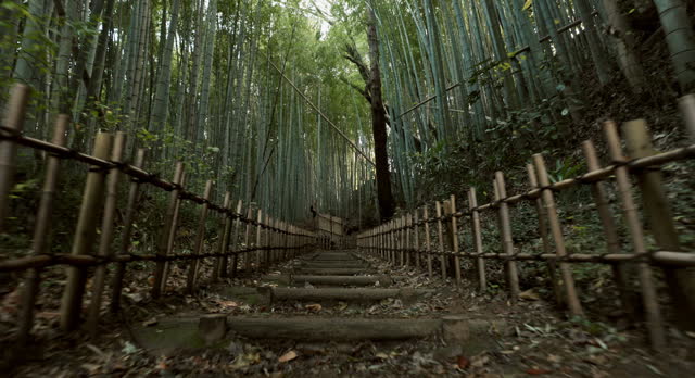 Bridge, bamboo trees and forest, travel in nature and moving with reed and plants, environment and landscape. Natural, sun and woods with scenic view, leaves or foliage in summer outdoor and journey