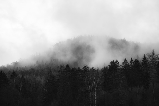 Foggy forest on a mountain in the Elbe Sandstone Mountains. Gloomy atmosphere between fir trees. Landscape from Germany
