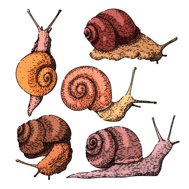 Vector illustration of snail set sketch hand drawn vector