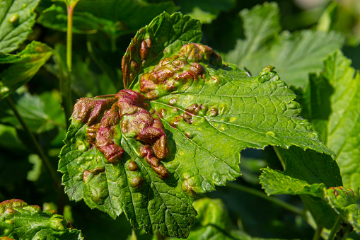 Leaf of red currant bush infected with pests - gallic aphid Capitophorus ribis, Aphidoidea. Aphids absorb the sap of the plant, the leaves deform, reddish-brown spots form on the leaves. Plant pests.