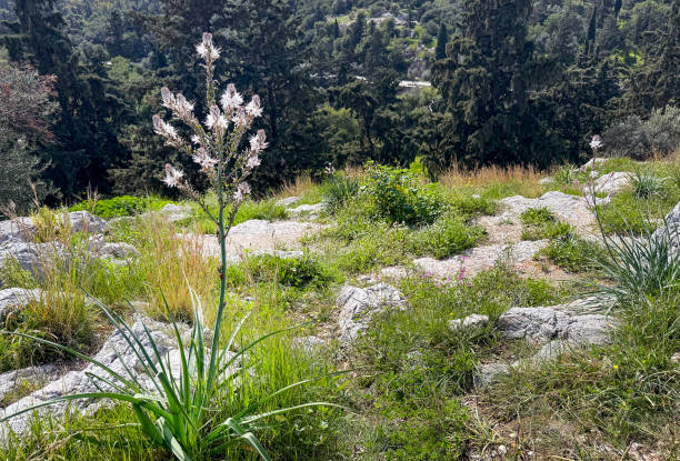 Flowers around the Acropolis of Athens
