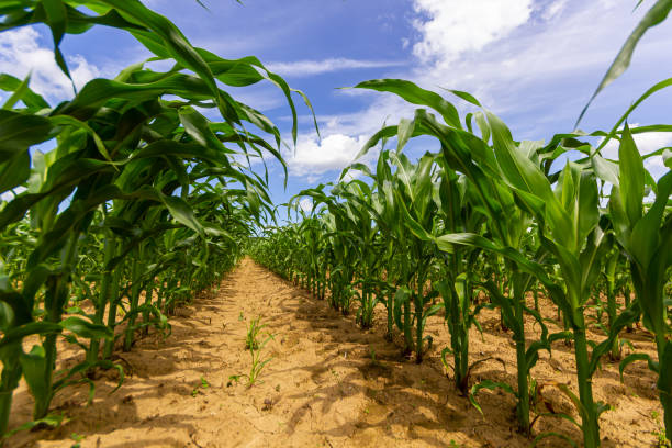 istock Young corn plants growing on the field on a sunny day. Selective focus 2075261568