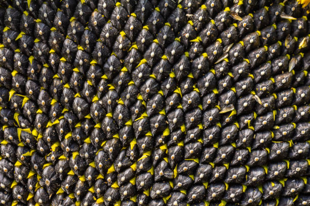 Sunflower with Black Seeds Close-Up.
