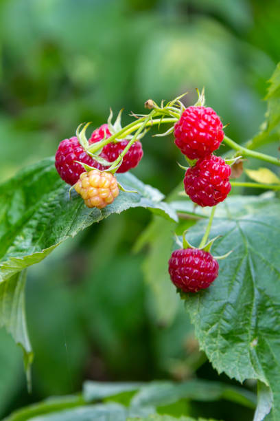 istock Raspberry branch in the garden. Production Focus 2075267476