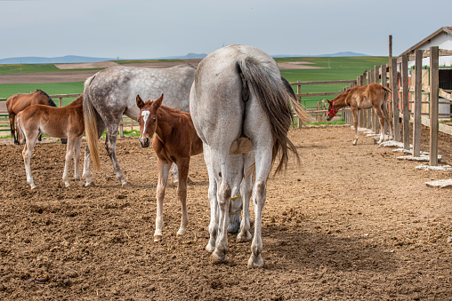 White mares and newborn foals at the horse farm