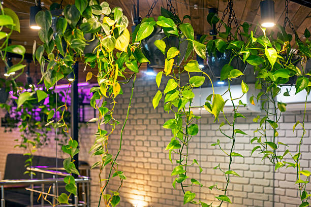 istock ivy flower illuminated by purple lighting in a modern cafe interior. modern interior 2075283676