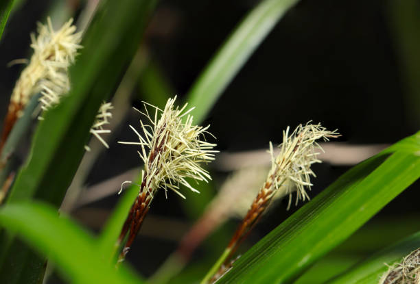 japoński carex lanceolata (hikagesuge), który otwiera swoje białe męskie kłoski przypominające pędzel (naturalny + światło błyskowe, makro zbliżenia) - carex zdjęcia i obrazy z banku zdjęć