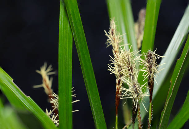 japoński carex lanceolata (hikagesuge), który otwiera swoje białe męskie kłoski przypominające pędzel (naturalny + światło błyskowe, makro zbliżenia) - carex zdjęcia i obrazy z banku zdjęć