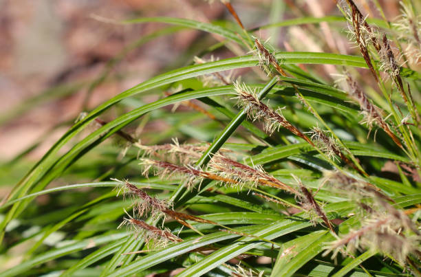 japoński carex lanceolata (hikagesuge), który otwiera swoje białe męskie kłoski przypominające pędzel (naturalny + światło błyskowe, makro zbliżenia) - carex zdjęcia i obrazy z banku zdjęć