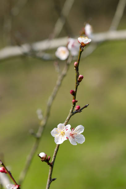 White plum blossoms and red buds blooming on a single branch (Natural+flash light, macro close-up photography)