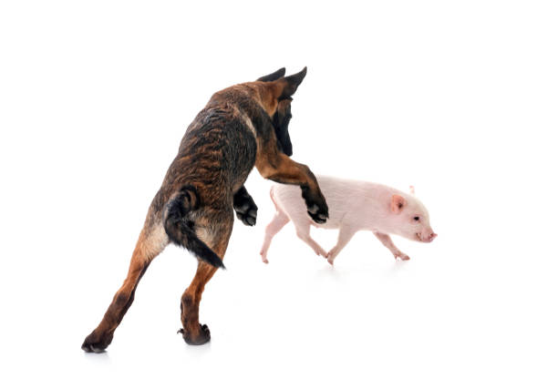 A mother and child interact with a pig on a sunny farm, showcasing familial bonds, rural life, and a love for animals.