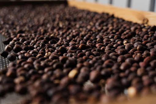 Sun-dried coffee beans.