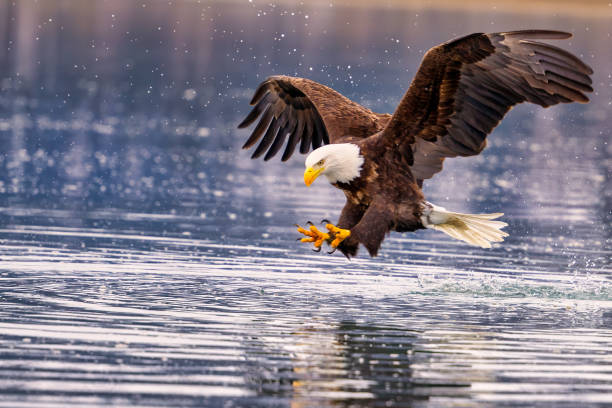 Bald eagle poised to plunge into water with prey in talons