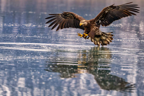 istock eagle taking off from the water with its wings spread out 2075297851