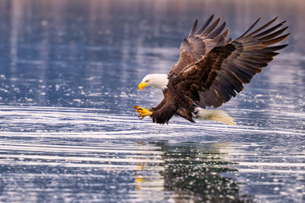 istock an eagle with fish in its talon on the water near the shore 2075298365
