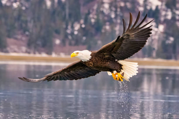 istock a eagle flies low over the water with its talon outstretched 2075298382