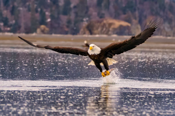 istock Majestic eagle launching from water: near Homer, Alaska 2075298419