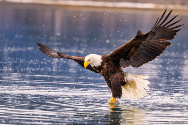 istock Majestic eagle launching from water: near Homer, Alaska 2075298961