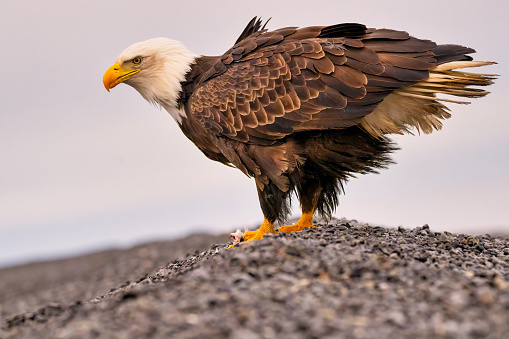 A bald eagle perched on a rock