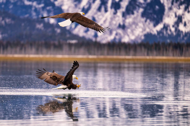 istock Majestic eagle launching from water: near Homer, Alaska 2075298966