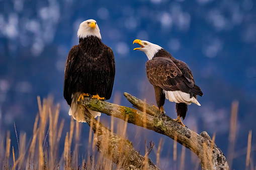 Two eagles perched along the Haw River in NC.