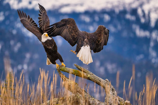 istock two bald eagles fighting over dead grass and rocks in front of a snowy mountain 2075298989