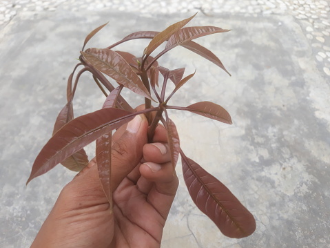 Selective focus isolated background of hand holding young leaf shoots of a mango tree or Mangifera indica
